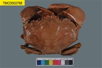 藏品(哈氏肉哲蟹)的圖片